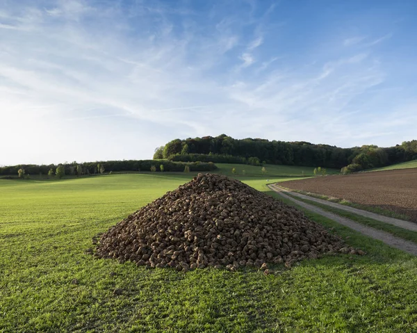 Large pile of beets in rural landscape of south limburg in the n — Stock Photo, Image