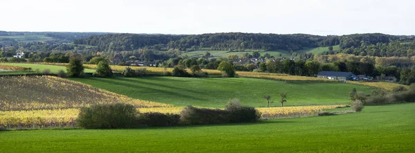 Viniyards de outono e paisagem rural na província holandesa do sul — Fotografia de Stock