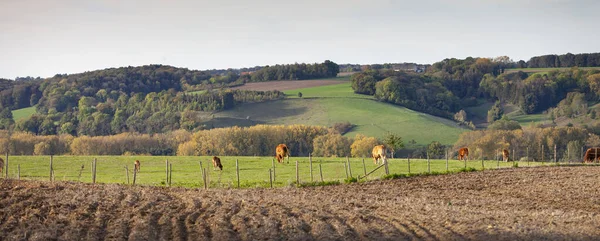 Коричневые коровы лимузина на зеленом лугу с осенним лесом в — стоковое фото