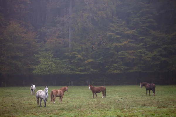 Horses in meadow in front of autumnal forest near echternach in — Stock Photo, Image