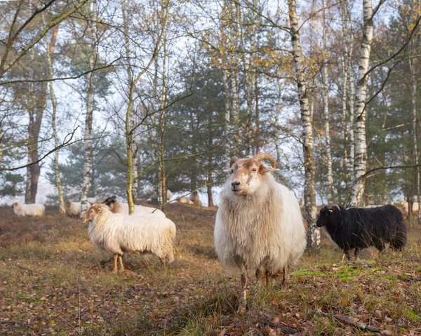 Стадо овець в осінньому лісі поблизу Утрехта і ревну в — стокове фото