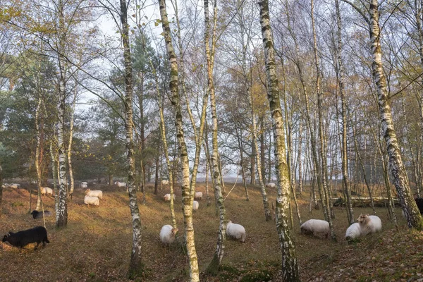 Kudde schapen in het herfstbos bij utrecht en zeist in de — Stockfoto