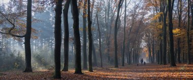 Anne ve çocuk köpeğini sonbahar ormanında gezdiriyorlar.