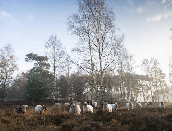 Stádo ovcí na časné ráno podzimní vřesoviště v blízkosti utrecht v t — Stock fotografie