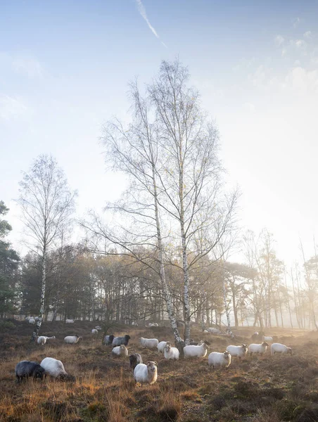 Stado owiec wczesnym rankiem jesienny wrzosowisko w pobliżu utrecht w t — Zdjęcie stockowe