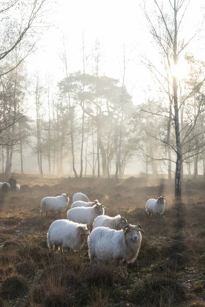 Stádo ovcí na časné ráno podzimní vřesoviště v blízkosti utrecht v t — Stock fotografie