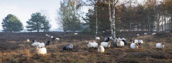 Rebanho de ovelhas no início da manhã saúde outonal perto utrecht em t — Fotografia de Stock