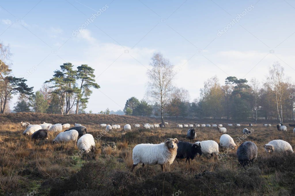 flock of sheep on early morning autumnal heath near utrecht in t