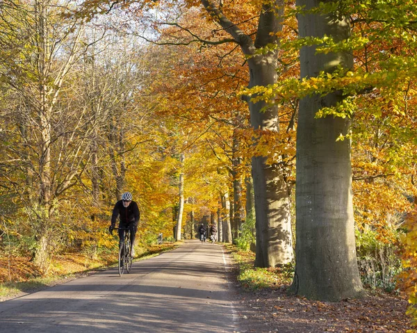 Mensen fietsen op de weg met herfstbeuken in Holland — Stockfoto