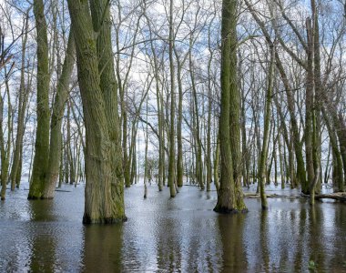 Hollanda 'daki Loevestein Şatosu' nun yakınındaki nehir vadisindeki sular altında kalan ağaçlar ve mavi gökyüzü ve bulutlar üzerindeki yansımalar.