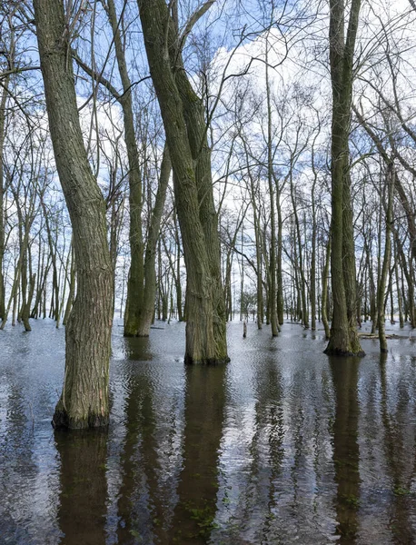 Árvores Inundadas Água Waal Rio Perto Castelo Loevestein Nas Terras — Fotografia de Stock