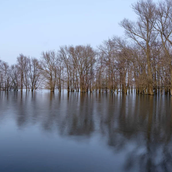 Floresta Inundada Planícies Inundação Rio Waal Nas Terras Baixas Pôr — Fotografia de Stock