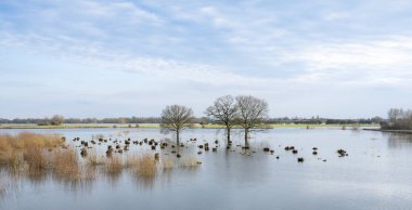 flooded trees in flood plains of river Waal in the netherlands clipart