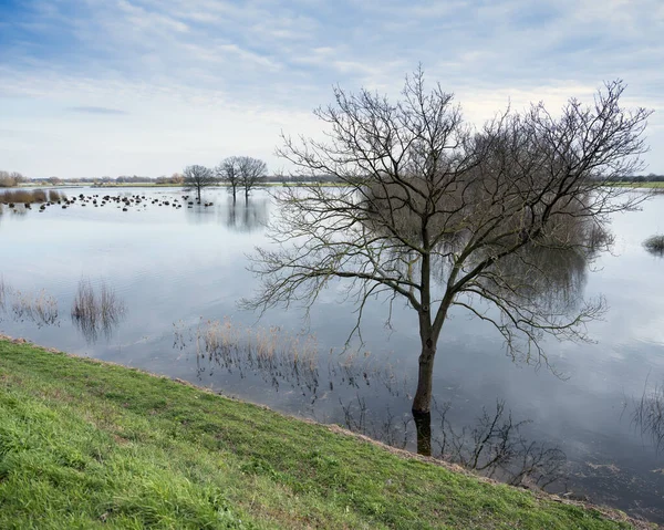Árboles Inundados Llanuras Inundables Del Río Waal Los Países Bajos —  Fotos de Stock