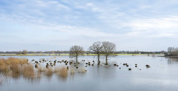 Zaplavené Stromy Záplavových Pláních Řeky Waal Podzemí — Stock fotografie