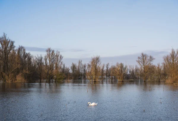 Labutě Zaplavené Stromy Rákosí Povodňových Pláních Řeky Waal Podzemí — Stock fotografie