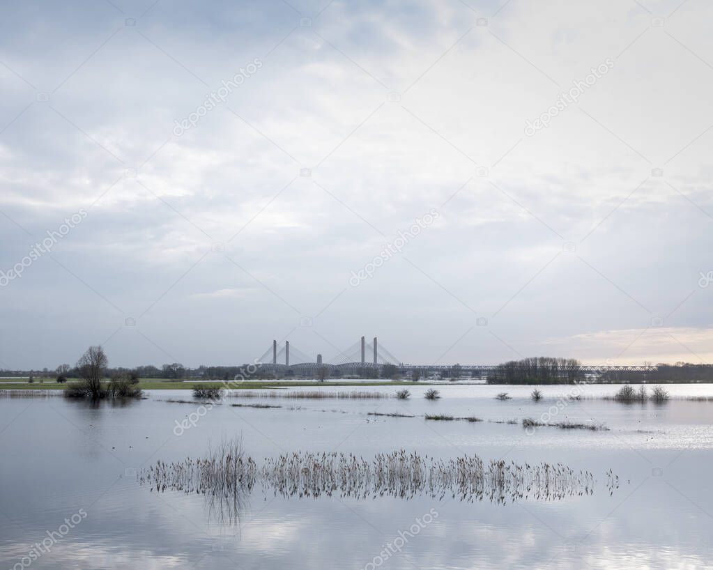 flooded trees and reeds in flood plains of river Waal in the netherlands