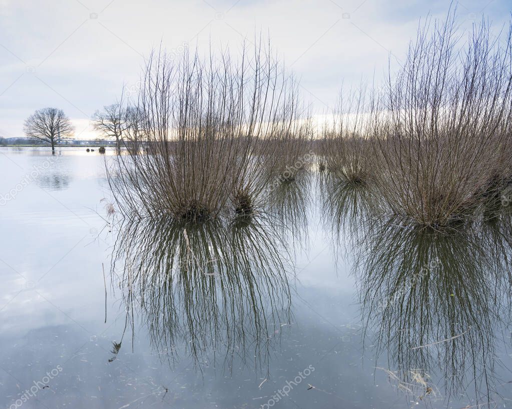 flooded willows in flood plains of river Waal in the netherlands