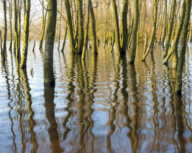 flooded trees and reflections in flood plains of river Waal in the netherlands clipart