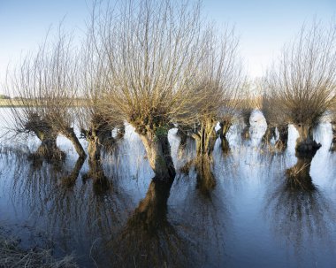 Hollanda 'daki nehir vadisinin taşkın ovalarında söğüt ağaçları kış güneşinin erken saatlerinde sıcacık günışığında ve mavi gökyüzünün suda yansıması