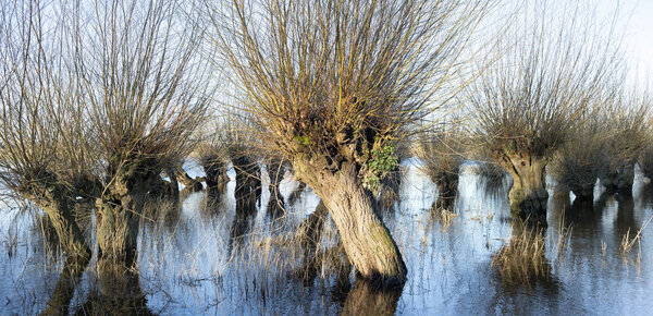 willow trees in floodplains of river waal in the netherlands in warm early sunlight of winter sunrise and reflection of blue sky in water