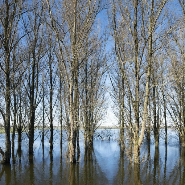 Topoly Záplavových Rovinách Řeky Waal Podzemí Pod Modrou Oblohou Východu — Stock fotografie