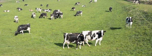 Czarno Białe Krowy Pod Błękitnym Niebem Holenderskim Zielonym Trawiastym Łące — Zdjęcie stockowe
