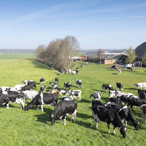 Vaches Noires Blanches Sous Ciel Bleu Dans Prairie Herbeuse Verte — Photo