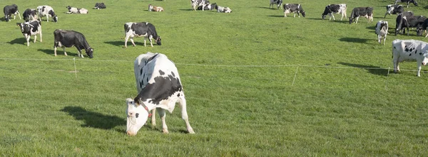 Vaches Noires Blanches Sous Ciel Bleu Dans Prairie Herbeuse Verte — Photo