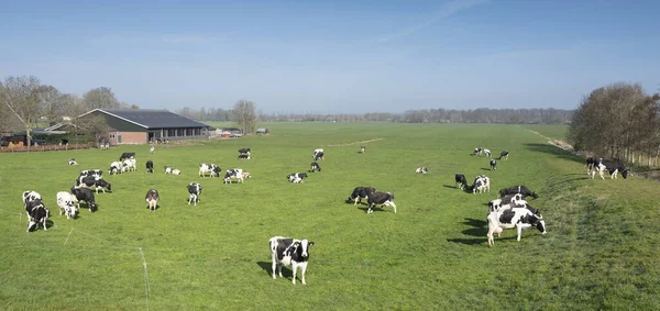 Vacas Blancas Negras Bajo Cielo Azul Prado Herboso Verde Holandés —  Fotos de Stock