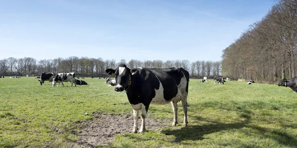 Vacas Pretas Brancas Prado Holandês Ensolarado Entre Árvores Província Utrecht — Fotografia de Stock