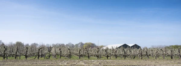 Blossoming Fruit Trees Large Barns Betuwe Part Netherlands — Stock Photo, Image