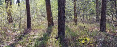 Taze yeşil erken aydınlatılmış bahar ormanı yaprakları