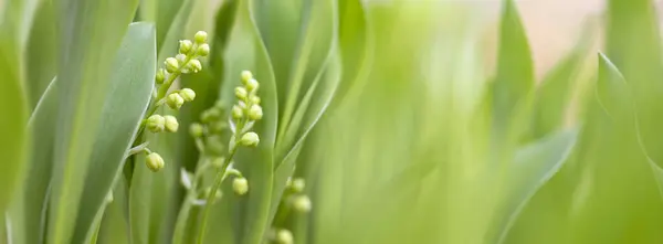 Maiglöckchen Blütenknospen Frühlingwald Zwischen Grünen Blättern — Stockfoto