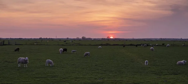 Silhouettes Sheep Lambs Dutch Green Meadow Sunset Colorful Sky — Stock Photo, Image