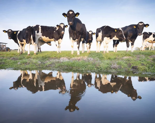 Zwart Witte Koeien Groene Weide Weerspiegeld Kanaalwater Onder Blauwe Hemel — Stockfoto