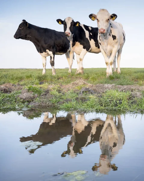 Zwart Witte Koeien Groene Weide Weerspiegeld Kanaalwater Onder Blauwe Hemel — Stockfoto