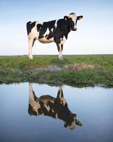 Zwart Witte Koeien Groene Weide Weerspiegeld Kanaalwater Onder Blauwe Hemel — Stockfoto