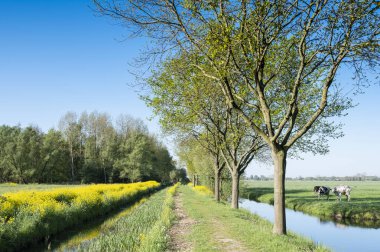 Ağaçların altında sarı kolza tohumu çiçekleri ve Hollanda 'nın merkezinde mavi gökyüzü olan yeşil bahar çayırlarında benekli inekler.