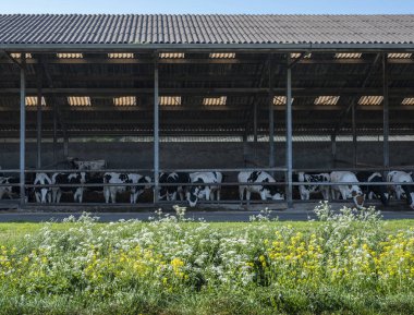 Dışarıda bahar çiçekleri ve Hollanda 'da ahırda benekli inekler.