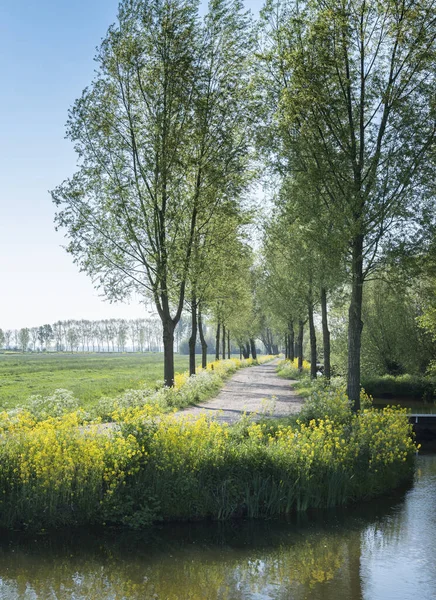 Красивая Сельская Дорога Желтыми Цветами Деревьями Центре Голландии Отражается Воде — стоковое фото