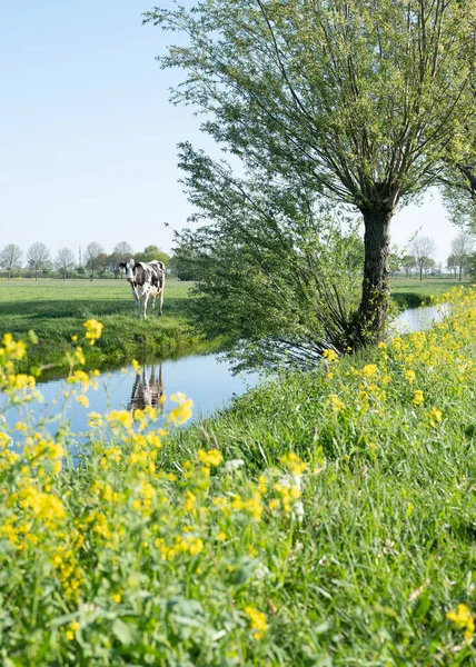 Flores Colza Amarelas Sob Árvore Vacas Manchadas Prado Verde Primavera — Fotografia de Stock