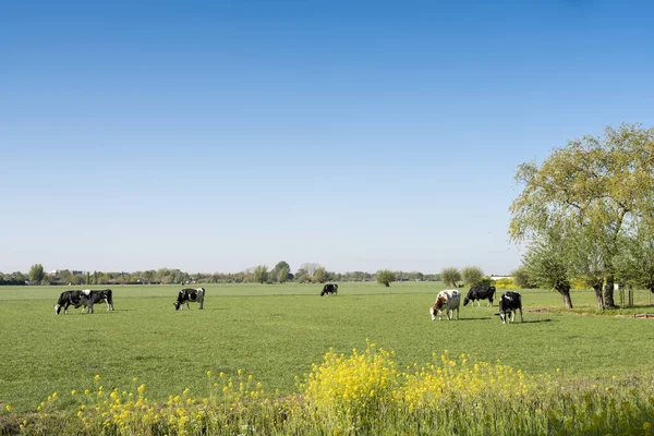 荷兰中部靠近莱尔达姆的绿色春天草甸 树下开着黄色的菜籽花 还有斑斑的奶牛 蓝蓝的天空 — 图库照片