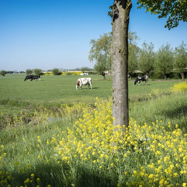 Gula Rapsfrön Blommor Träd Och Fläckiga Kor Grön Våräng Centrala — Stockfoto