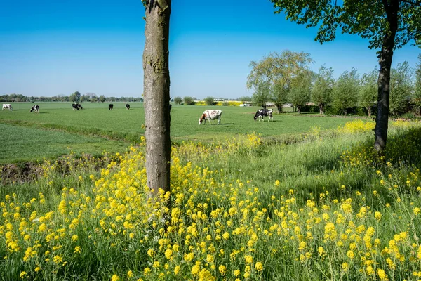 Gula Rapsfrön Blommor Träd Och Fläckiga Kor Grön Våräng Centrala — Stockfoto