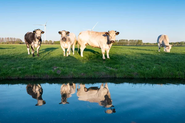 Krowy Wołowe Zielonej Łące Pod Błękitnym Niebem Odbite Wodzie Kanałowej — Zdjęcie stockowe