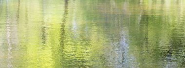 Panorama resmi su yüzeyinde taze yeşil bahar ormanı yansımaları ile