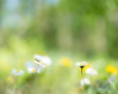 Renkli bahar çiçekleriyle yeşil tarlada papatya ve bulanık kopya alanı