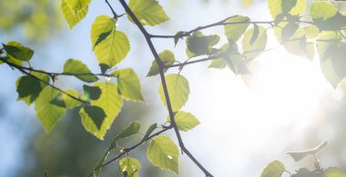 Kayın ağacının yumuşak yeşil bahar yaprakları romantik duygularla güneş ışığında