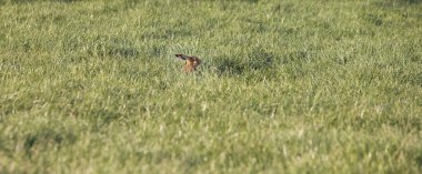 Tavşan başını çayırdaki çimlerin üzerine koyup tehlikelere dikkat eder.